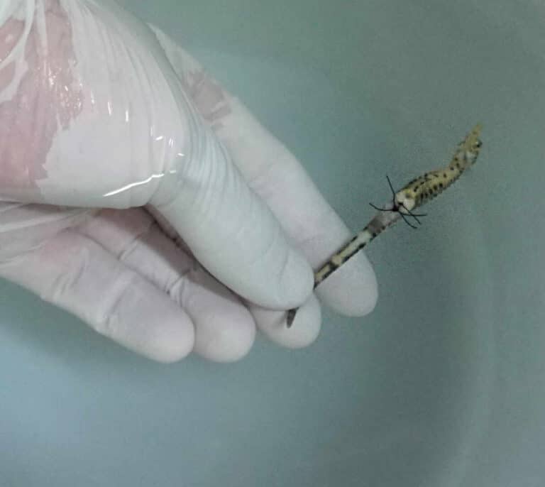 El Oceanogràfic opera de urgencia a un caballito de mar que dio a luz a mil crías