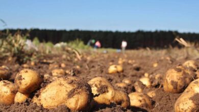 La sequía amenaza con encarecer aún más la patata tras subir su precio un 65%
