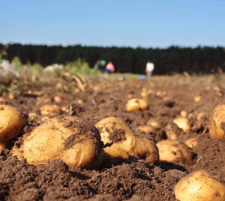 La sequía amenaza con encarecer aún más la patata tras subir su precio un 65%