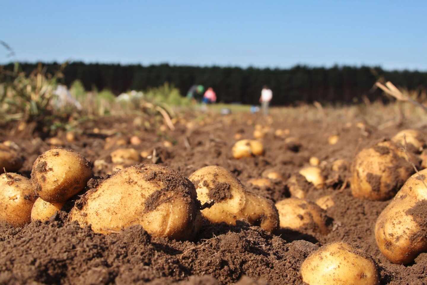 La sequía amenaza con encarecer aún más la patata tras subir su precio un 65%