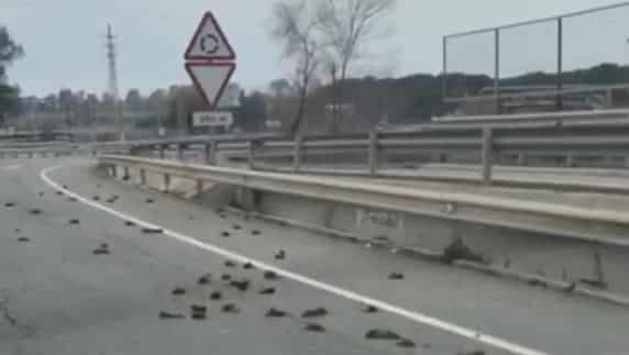 Hallan decenas de cadáveres de pájaros cerca de la petroquímica de Tarragona