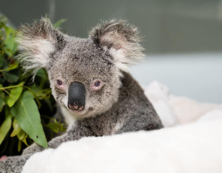 Los koalas tras los incendios de Australia: Población reducida un tercio y sin hábitat