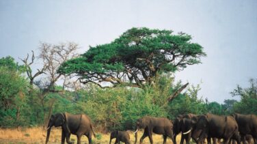 Zimbabue baraja una matanza masiva de elefantes para reducir la población