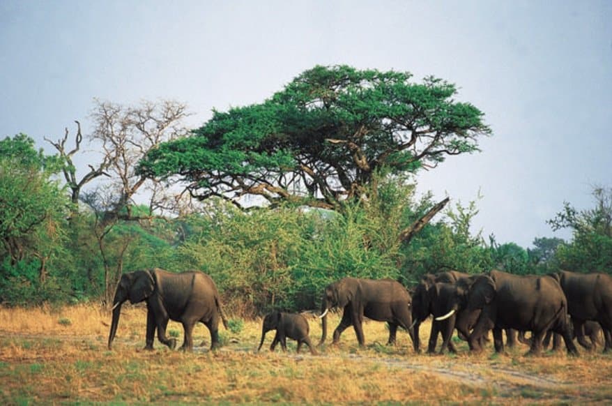 Zimbabue baraja una matanza masiva de elefantes para reducir la población
