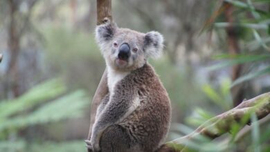 La Tierra perderá alrededor del 25% de sus animales y plantas antes de que acabe el siglo