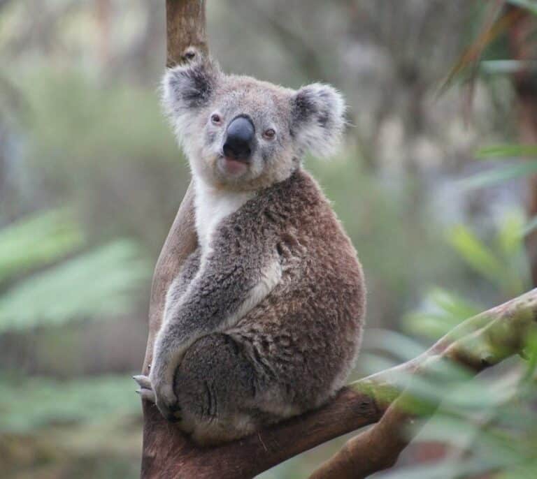 La Tierra perderá alrededor del 25% de sus animales y plantas antes de que acabe el siglo