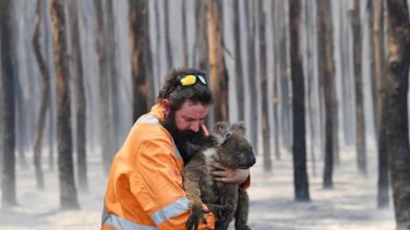 Los incendios dejan más cerca de la extinción a la población de koalas en Australia