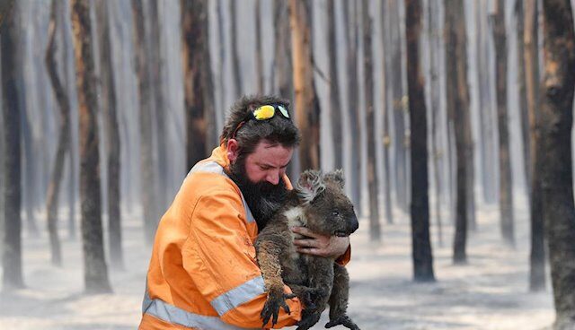Koala