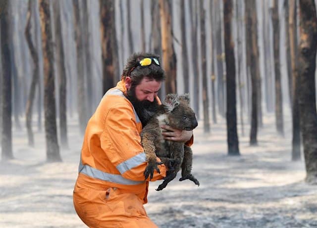Los incendios dejan más cerca de la extinción a la población de koalas en Australia