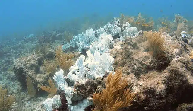 Los arrecifes de coral pueden quedarse sin hábitats adecuados para 2100