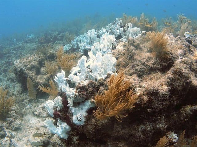 Los arrecifes de coral pueden quedarse sin hábitats adecuados para 2100