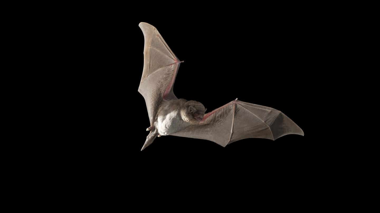 Murciélagos, la especie que ya sabíamos que traería otra pandemia