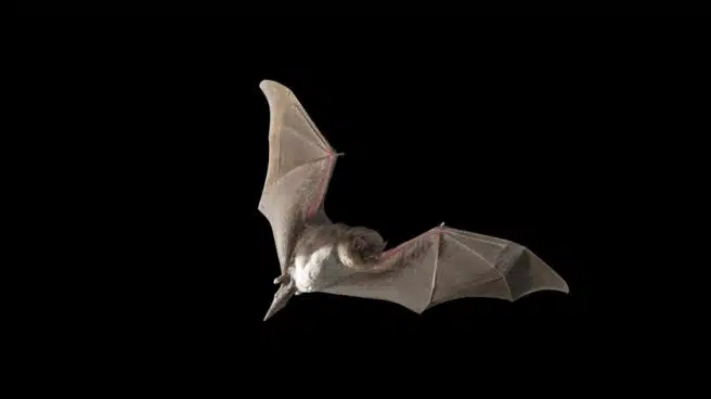 Murciélagos, la especie que ya sabíamos que traería otra pandemia