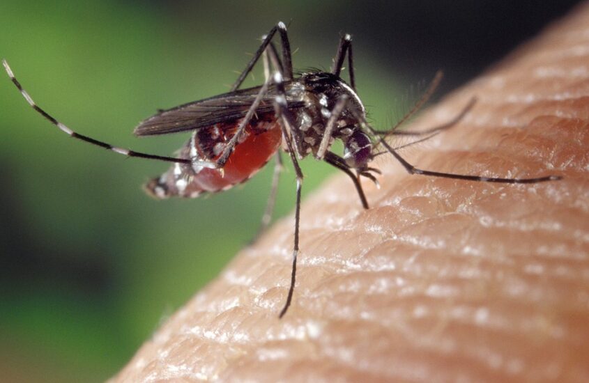 Corrección: El nuevo coronavirus NO PUEDE transmitirse a través de picaduras de mosquitos