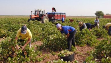 Los otros problemas del campo que el Gobierno no señala