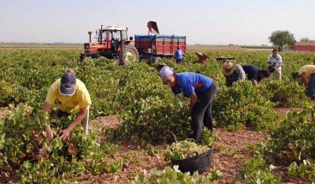 Un grupo de personas trabajan en la vendimia.