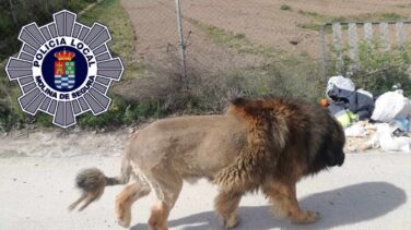 Vecinos alertan de ver un león suelto y la policía confirma que es un perro