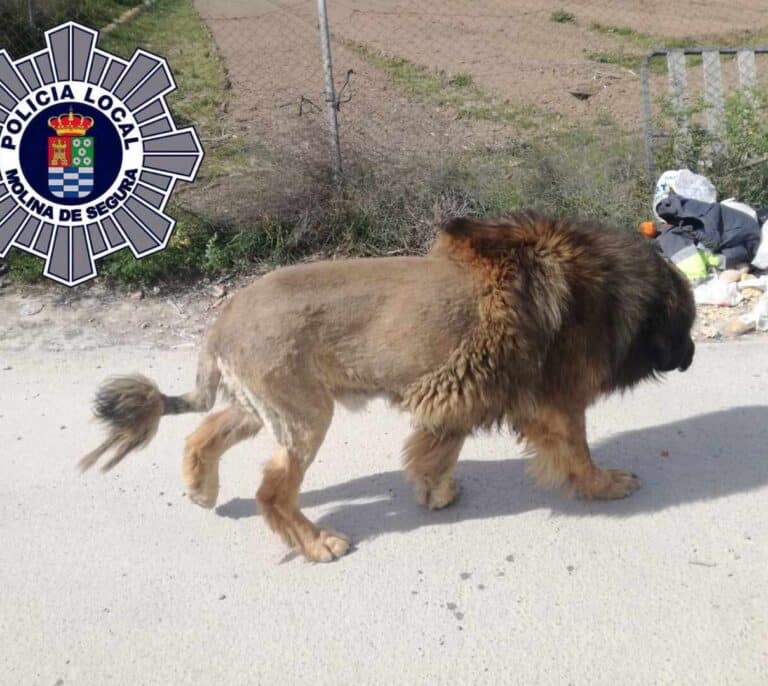 Vecinos alertan de ver un león suelto y la policía confirma que es un perro
