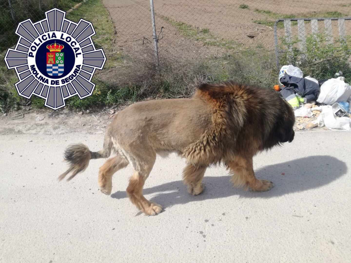 Vecinos alertan de ver un león suelto y la policía confirma que es un perro