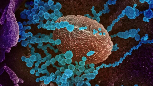 Científicos chinos descubren cómo el coronavirus se une a las células humanas