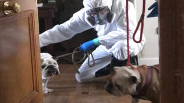 Una protectora de animales acoge a los perros de los fallecidos por Covid-19