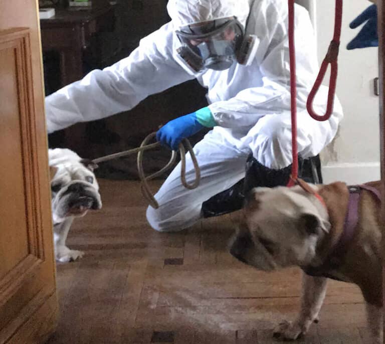 Una protectora de animales acoge a los perros de los fallecidos por Covid-19