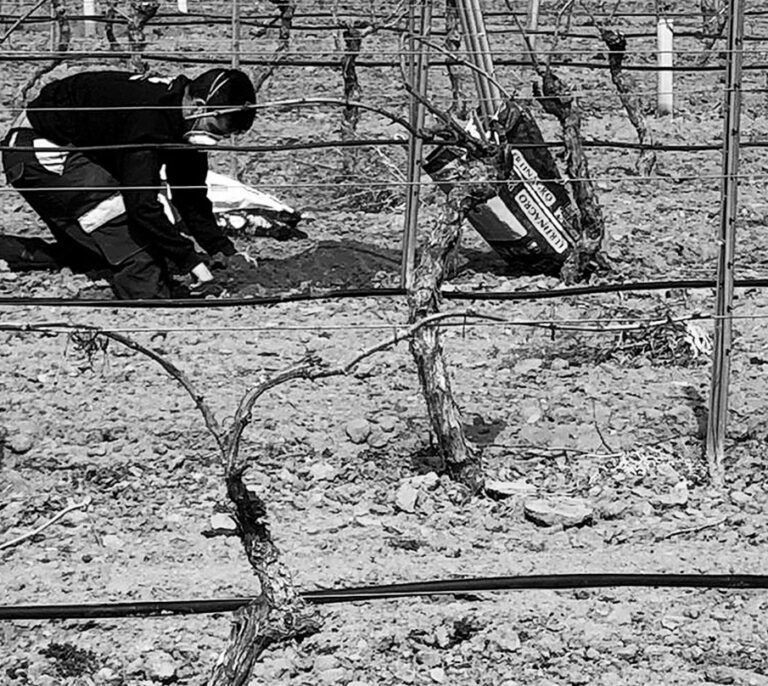 'Stock' de lechazo, fresa sin recoger y furgonetas vacías: el impacto en el campo