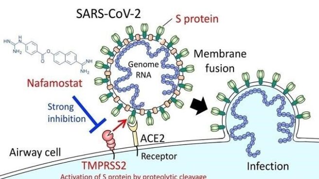 Nafamostat, un medicamento seguro existente, puede inhibir la entrada de SARS-CoV-2