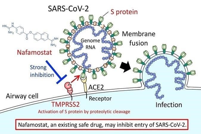 Prueban si un fármaco para la pancreatitis aguda es capaz de prevenir la infección del Covid-19