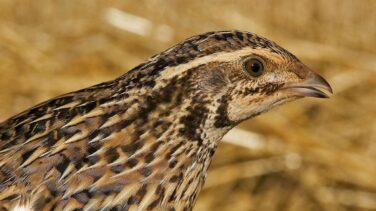 La codorniz adelanta su llegada a España por las temperaturas casi veraniegas