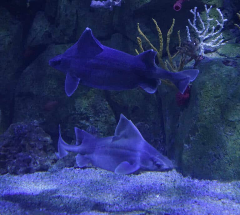 El Oceanogràfic es el único acuario del mundo con una pareja de tiburón cerdo