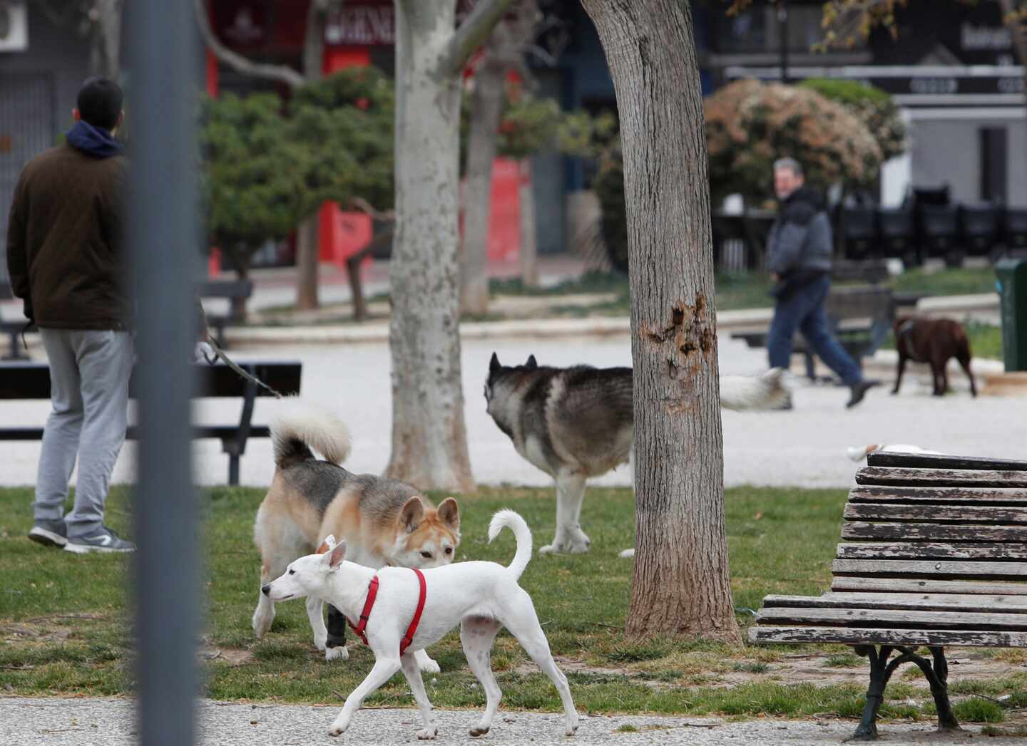 Perros en un parque