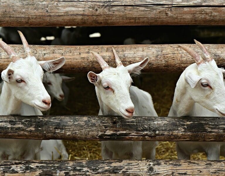 Un hombre pasea a sus dos cabras con una correa por Monforte (Lugo)