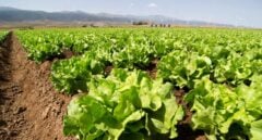 La NASA cultiva en el espacio lechugas sin microbios y seguras para consumo