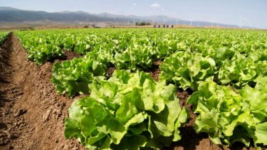 La NASA cultiva en el espacio lechugas sin microbios y seguras para consumo