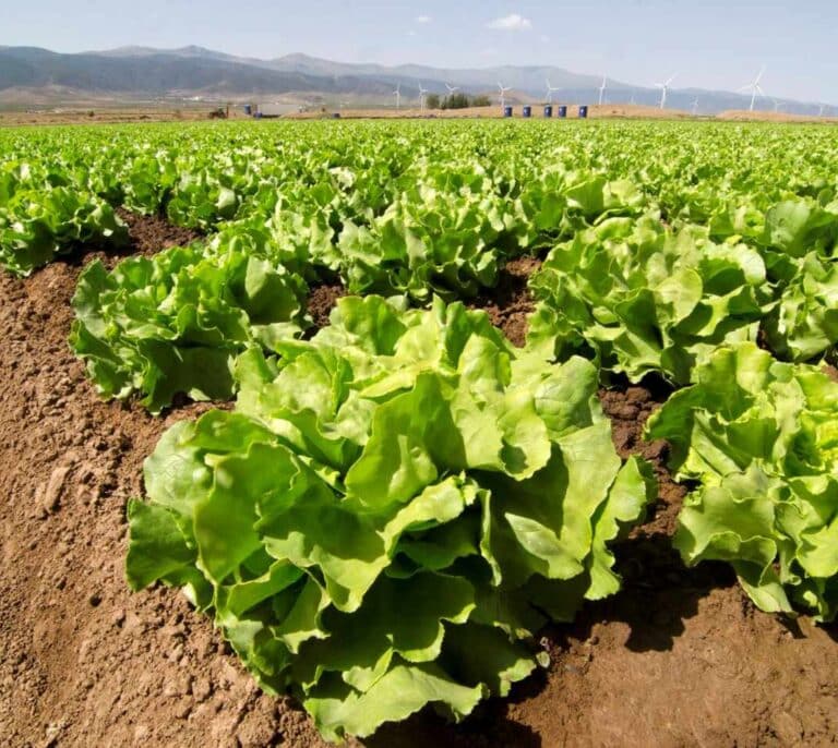 La NASA cultiva en el espacio lechugas sin microbios y seguras para consumo