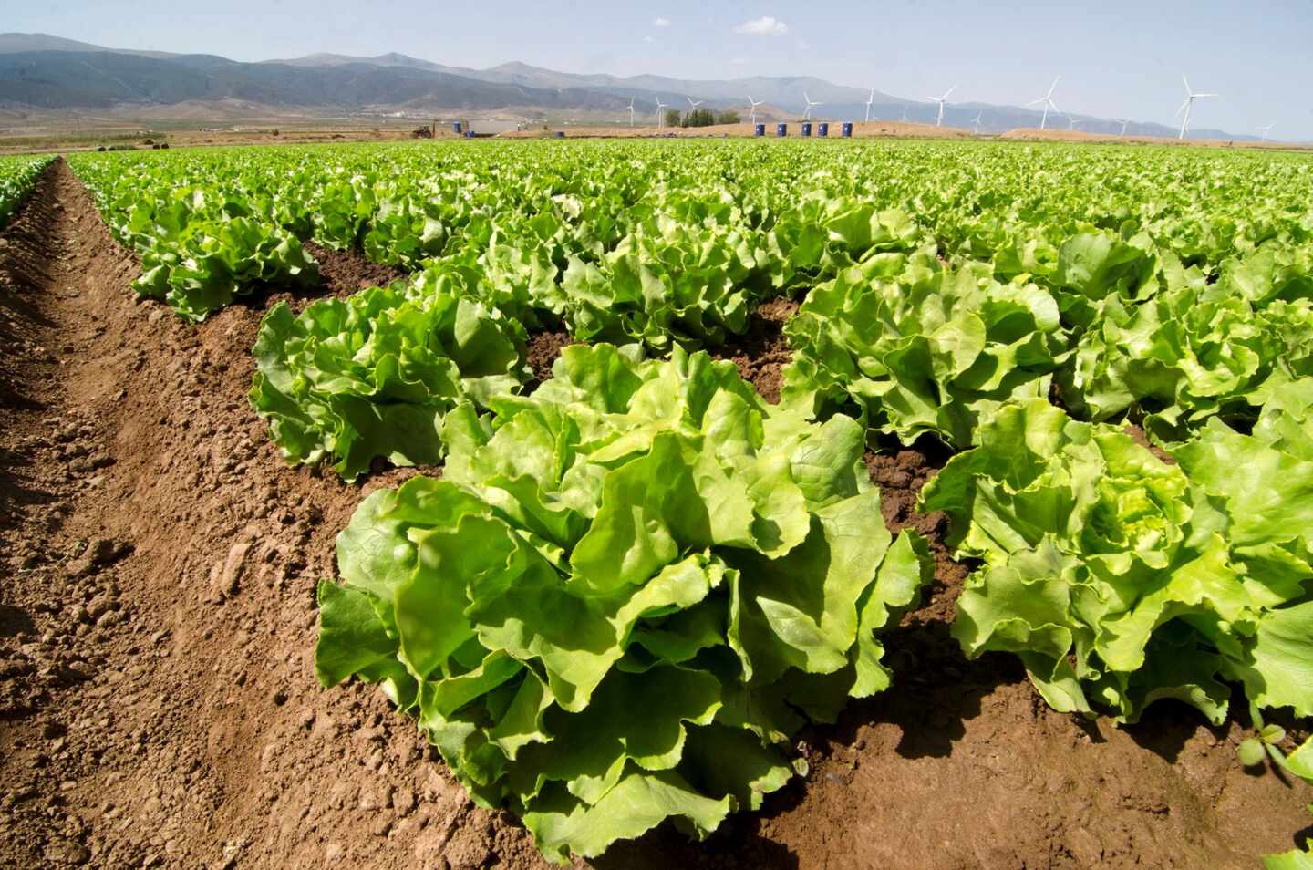 La NASA cultiva en el espacio lechugas sin microbios y seguras para consumo