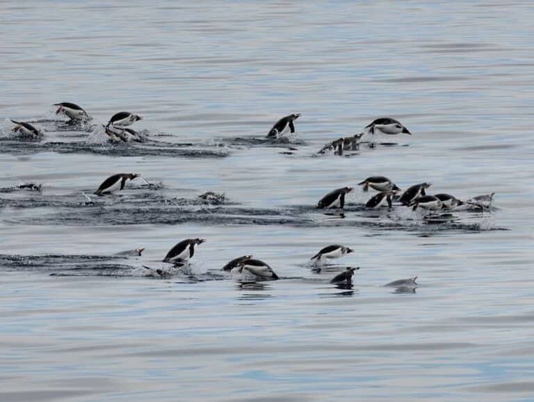 Las especies marinas se desplazan hacia los polos a medida que se calienta el océano