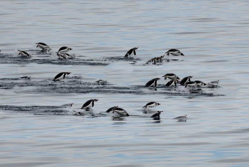 Las especies marinas se desplazan hacia los polos a medida que se calienta el océano