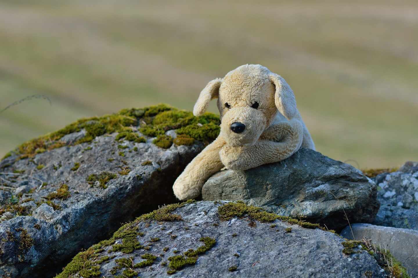 La Policía Nacional apercibe a un ciudadano en Palencia por sacar a pasear a su perro de peluche