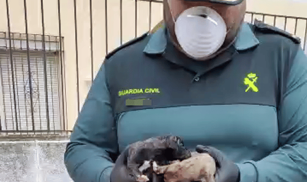 Perros rescatados en Talavera la Real