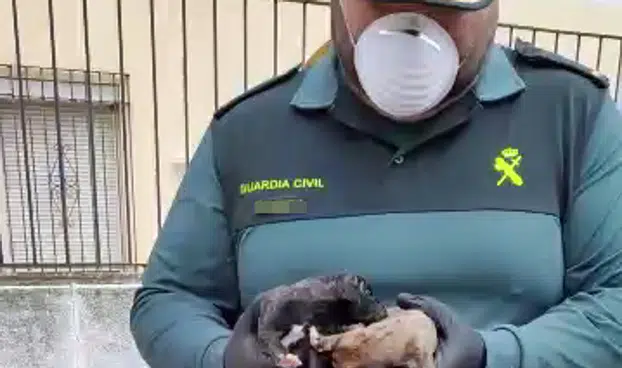 Rescatan con vida dos cachorros arrojados en un saco a un contenedor