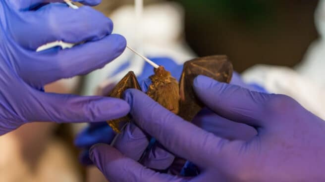 Toma de muestras en un murciélago