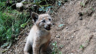 La población de linces suma 13 cachorros en esta temporada