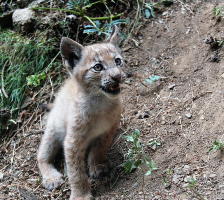La población de linces suma 13 cachorros en esta temporada