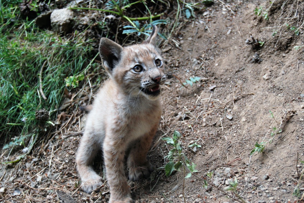 La población de linces suma 13 cachorros en esta temporada