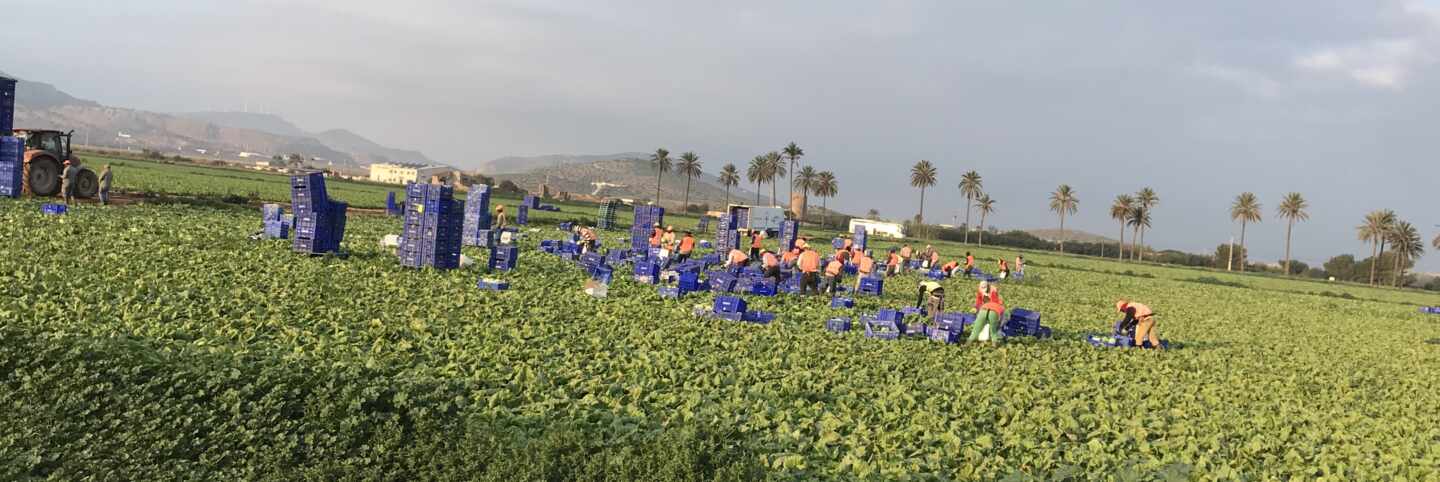 El Gobierno permitirá la actividad en los huertos a partir del sábado