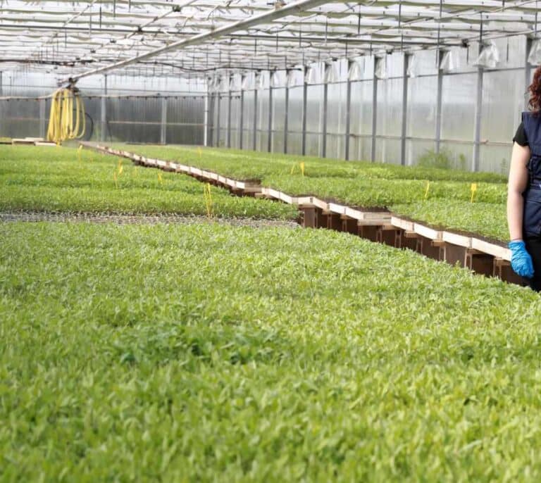 Díaz Ayuso rechaza la renta mínima