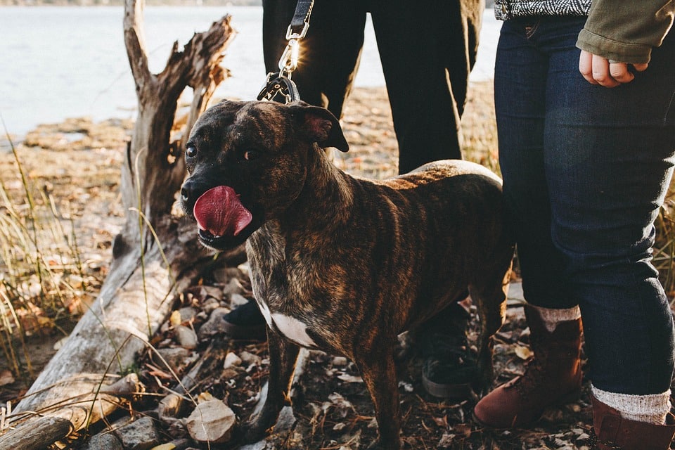 'Tibiboo', la app gratuita que une a dueños y paseadores de perros en pleno Covid-19