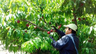 Los parados de “proximidad”, al rescate de la fruta española: el campo aplaude las medidas del Gobierno